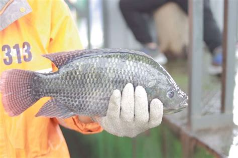 tilapia fake fish